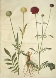 Cephalaria leucantha (weißer Schuppenkopf); Scabiosa atropurpurea (Witwenblume)