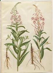 Schmalblättriges Weidenröschen (Chamerion angustifolium)