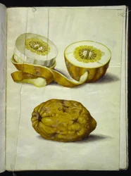 Citrus medica (Zedrat)