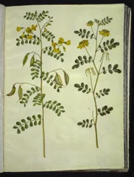 Colutea arborescens (gewöhnliche Blasenstrauch); Hippocrepis emerus (Busch-Hufeisenklee)