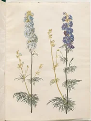 Consolida ajacis (Garten-Rittersporn)