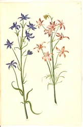 Consolida regalis (Korn-Rittersporn)