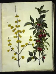 Cornus mas (Kornelkirsche)