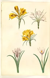 Crocus angustifolius (Balkan-Krokus); Crocus versicolor (Alpen-Krokus); Crocus vernus (?) (Frühlings-Krokus)