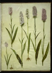 Gefleckte Knabenkraut (Dactylorhiza maculata)