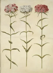 Dianthus barbatus (Bartnelke)