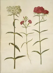 Dianthus barbatus (Bartnelke); Dianthus (Nelkenart)