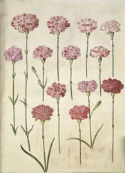 Dianthus caryophyllus (Gartennelke)
