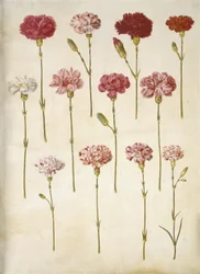Dianthus caryophyllus (Garten-Nelke)