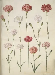 Dianthus caryophyllus (Garten-Nelke)