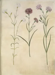 Federnelke (Dianthus plumarius)