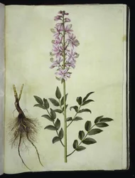 Dictamnus albus (weißer Diptam)
