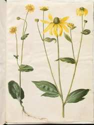 Doronicum pardalianches (Herzblatt-Gemswurz); Rudbeckia laciniata (Zerschlitzter Sonnenhut)