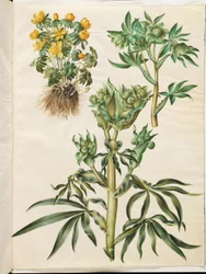 Eranthis hyemalis (Winterling); Helleborus viridis (Grüne Nieswurz); Helleborus foetidus (Stinkende Nieswurz)