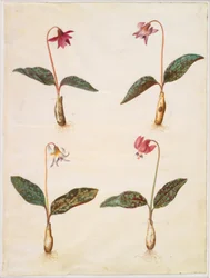 Erythronium dens-canis (echter Hundszahn)