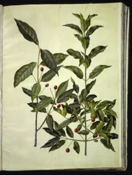 Euonymus latifolius (breitblättriger Spindelstrauch); Euonymus europaeus (gewöhnlicher Spindelstrauch)