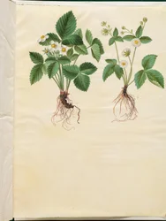 Fragaria vesca (Wald-Erdbeere)