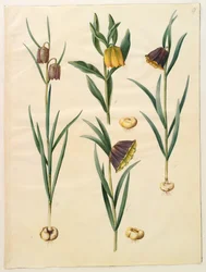 Fritillaria meleagris; Fritullaria lutea oder Fritullaria latifolia var lutea; Fritillaria pyrenaica
