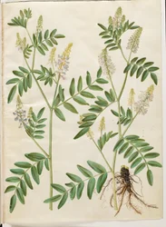 Galega officinalis (Echte Geißraute)