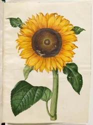Helianthus annuus (Gemeine Sonnenblume)