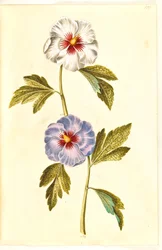 Hibiscus syriacus (Syrische Rose)