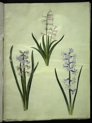 Hyacinthus orientalis (gewöhnliche Hyazinthe)