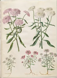 Iberis umbellata (Schleifenblume); Iberis amara (Bittere Schleifenblume)