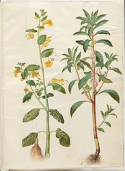 Springkraut (Impatiens noli-tangere); Gartenbalsamine (Impatiens balsamina)