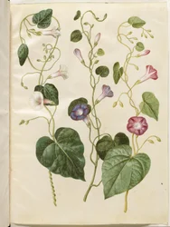 Ipomoea purpurea (Purpur-Pragtsnerle)