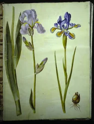 Garten-Schwertlilie (Iris ×germanica); Spanische Iris (Iris xiphium)