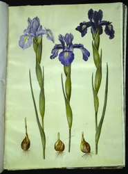 Iris latifolia (englische Iris)