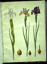 Iris latifolia (englische Iris); Iris xiphium (spanische Iris)
