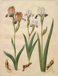 Iris ×sambucina (Holunder-Iris); Iris ×amoena (Iris-Hybrid)