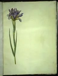 Spanische Iris (Iris xiphium)