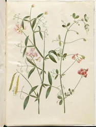 Lathyrus sylvestris (Wald-Platterbse); Lathyrus tuberosus (Knollen-Platterbse)