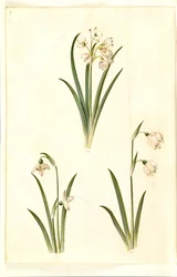 Leucojum aestivum (Sommer-Knotenblume); Galanthus nivalis (Gemeines Schneeglöckchen); Leucojum vernum (Frühlings-Knotenblume)