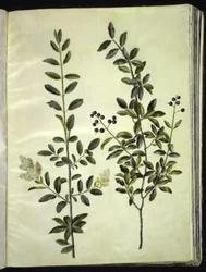 Ligustrum vulgare (Gewöhnlicher Liguster)