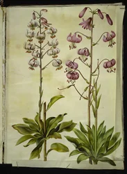 Lilium martagon (Türkenbund-Lilie)
