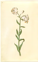 Lilium martagon (Türkenbundlilie)