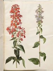 Lobelia cardinalis (Kardinal-Lobelie); Campanula latifolia (Breitblättrige Glockenblume)
