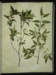 Lonicera alpigena (Alpen-Heckenkirsche); Euonymus europaeus (Gemeines Pfaffenhütchen)
