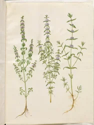 Mentha pulegium (Polei-Minze); Mentha cervina (Hirsch-Minze); Mentha (Art der Minze)