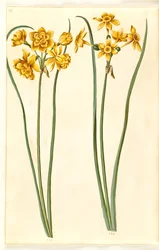 Narzisse jonquilla (Sumpf-Narzisse)