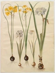 Narcissus jonquilla (Siv-Narzisse); Narcissus tazetta (Tazette); Narcissus pseudonarcissus moschatus (Moschus-Narzisse); Narcissus poeticus (Dichter-Narzisse)
