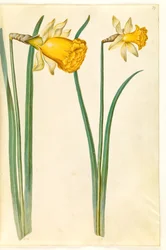 Narcissus pseudonarcissus (Osterglocke)