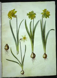 Narcissus pseudonarcissus; Narcissus ? ×incomparabilis (Garten-Narzisse)