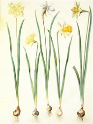 Narzisse pseudonarcissus, Narzisse poeticus, Narzisse × incomparabilis