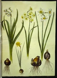 Narcissus tazetta (Tazette); Narcissus ×medioluteus (Zweiblütige Narzisse); Narcissus bulbocodium (Reifrock-Narzisse)