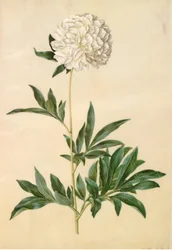 Paeonia lactiflora (Seiden-Pfingstrose)