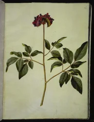 Pfingstrose (Rosen-Seidenpflanze)